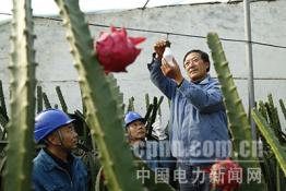 淄博供電：服務果農(nóng)豐收