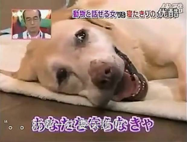 要讓人類聽懂動物的語言，AI還需克服哪些難題？