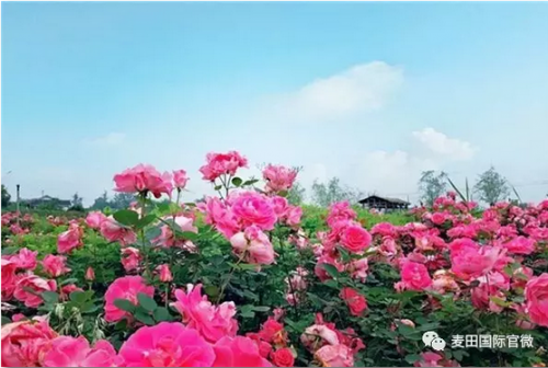 麥田國(guó)際——麥田里的守望者，“互聯(lián)網(wǎng)+農(nóng)業(yè)”的先行者