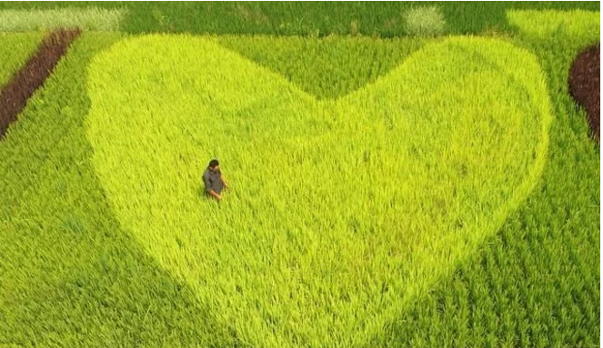 互聯(lián)網(wǎng)給農(nóng)民農(nóng)業(yè)帶來(lái)了什么？本文告訴你！