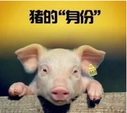 智能化養(yǎng)豬系統(tǒng)，現(xiàn)代化農(nóng)業(yè)發(fā)展之路
