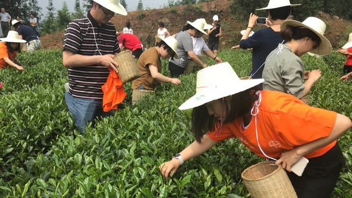 這片北緯30°的優(yōu)質(zhì)茶園，探索了產(chǎn)業(yè)扶貧擁抱“互聯(lián)網(wǎng)+“新路